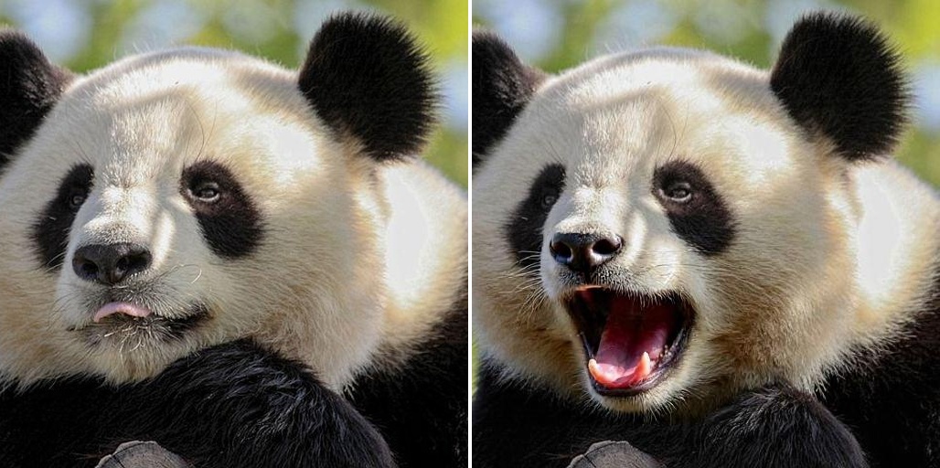 panda close mouth to open mouth